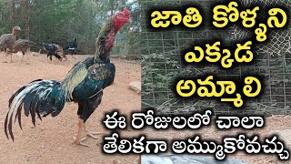 జాతి కోళ్లను ఎక్కడ అమ్మాలి||జాతి కోళ్ల పెంపకం