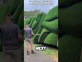 man finds that his garden has completely overgrown🤯 short find garden complete grow facts