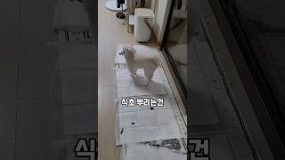 강아지 식분증 100%고치는법!