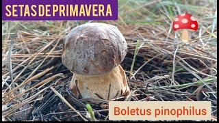 Recolectando Boletus pinophilus en Primavera