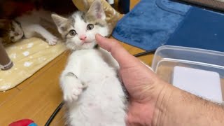 体重測定が終わるとワラワラとコタツに戻る子猫達。