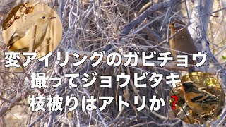 ガビチョウと 撮らせたがりジョウビタキ 秋ヶ瀬公園