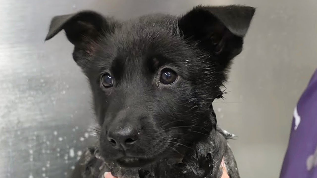 Dramatic litter of puppies get their first bath