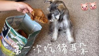 雪纳瑞悠悠第一次吃猪耳朵 “嘎嘣脆”的吃播测评 My Mini Schnauzer puppy ate the pig ear for the first time