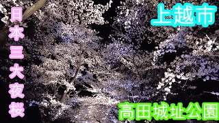 上越市高田城址公園夜桜 2024