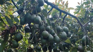 AVOCADO PODA DE PRODUCCION, ZITACUARO MICHOACAN, ENERO 2025