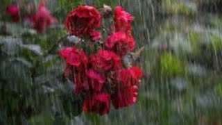 ഒട്ടും പ്രദീക്ഷിക്കാതെ വന്ന അതിഥി 🌧️☔️🌬️🌧️🌧️തൃപൃതി ആയി ഗുയ്സ്‌ 🥰☺️☺️😘😘🥰🥰