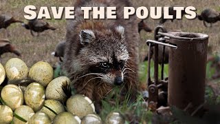 TRAPPING TIPS: Fewer NEST PREDATORS = MORE TURKEYS!
