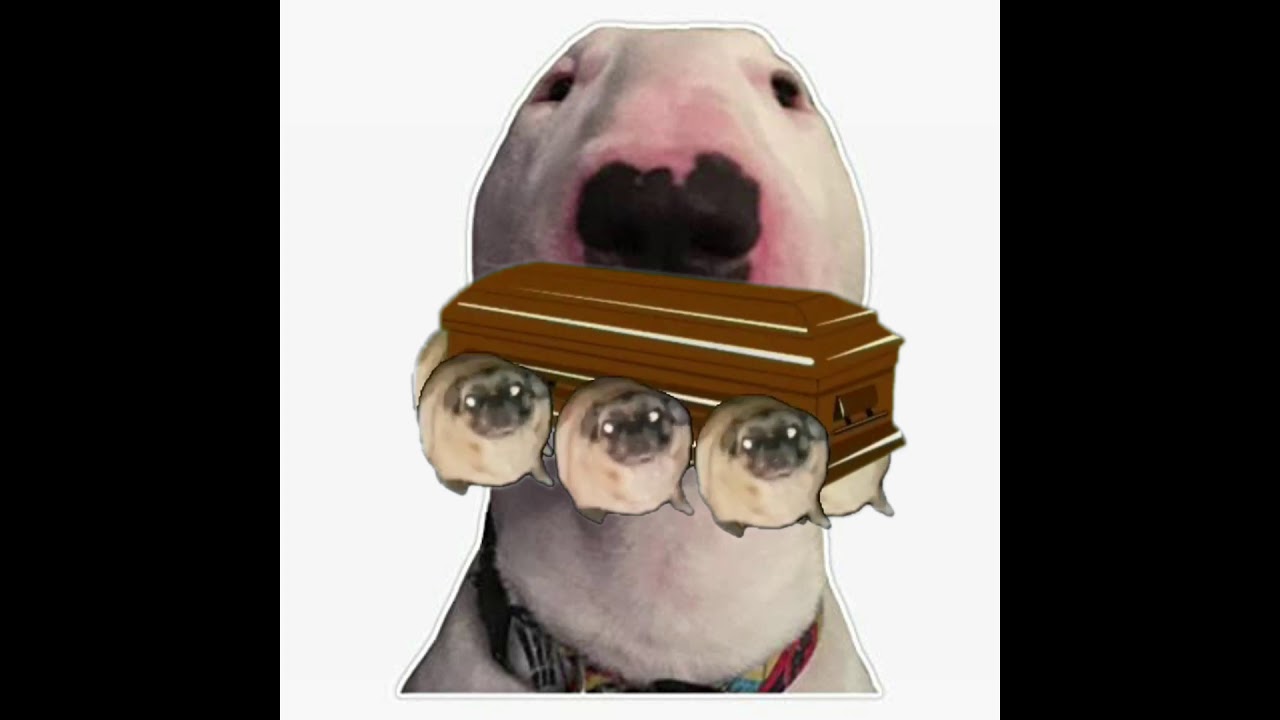 Dog Jumps Down Stairs Csgo At Neal Ching Blog