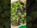 1 month growth beetroot ☘️ ☘️. plantslover beetroot plants ...