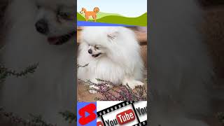 🌹🐕cute Puppy short videos🙏 Dog's🩸cute puppy videos,cute⛄ animals videos?Cute Puppies Running, YAZIR,