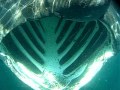 Basking shark (Shark Pog)