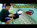 Tách keo Form những chú Betta Siêu Phẩm |THANH HẢI BETTA|