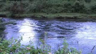 ニュージーランドのフライフィッシング/fly fishing for trout in NZ