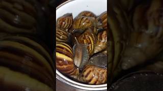 How to Cook Snail Curry Recipe 🐌 #snail #snailcooking #viralshorts