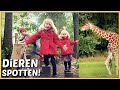 WE SURViVALLEN DOOR DE DiERENTUiN! 🐅 | Bellinga Vlog #2253