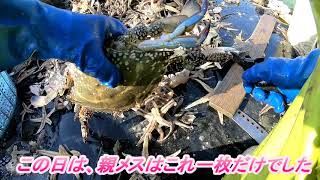 寄島のワタリガニ漁　蟹が冬眠を始めちゃったかな・・・・その１ crabs begin to hibernate1