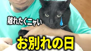 【感動】保護した猫ちゃん達とお別れした、、、でも帰って来たら嬉しい出来事が!!!!!