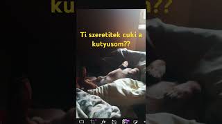 Ti szeretitek cuki a kutyusom??