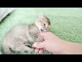 たぶん飼い主をオモチャだと思ってる子猫がこちらです...