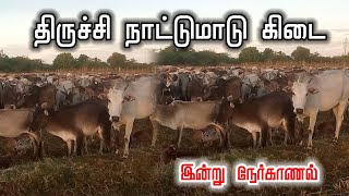 இன்று திருச்சி நாட்டு கிடை மாடுகள்