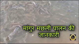 Knowledge of rearing Mangur fish in a half-acre pond ।मांगुर मछली पालन की जानकारी। 🐬🐬🐟🐟