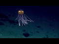 strange jellyfish discovered in the deepest abyss of the planet