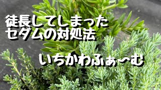 徒長したセダムの対処法