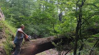 cutting a uprooted tree