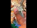 yup more shedding for rocket pet petlover reptile asmr iguana