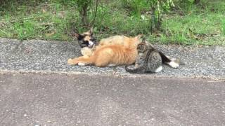 おっぱい！吸いまくりな子猫ズ 【亀山ダム野良猫ファミリー】