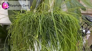 Species - Rhipsalis campos-portoana