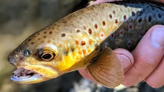 2025 Wisconsin Inland Trout Season Opener