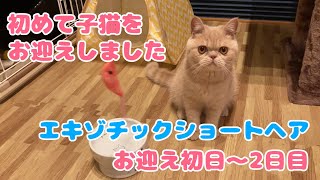 【初めての子猫】お迎え初日〜2日目【エキゾチックショートヘア】