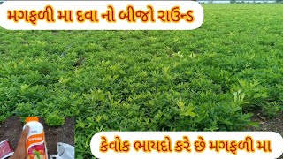 મગફળી મા 2જો દવાનો રાઉન્ડ  કેટલોક હેવી સાટવો