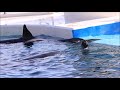 鴨川シーワールドのシャチ「ラビー」が嫉妬 kamogawa sea world orca シャチショー orca killerwhale