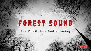 Guided Meditation for Relaxation  |  Forest Sounds For Sleeping