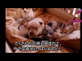 【感動】母を亡くした子犬。子だくさんの猫が母親代わりとなり、子猫達と共に抱きしめる姿に癒される♪・・・nekoの部屋