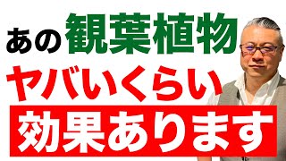 玄関に置くべき最強の観葉植物。家の不浄なエネルギーを全て浄化！マイナスな気持ちを上げてくれ玄関に置くだけで「金運・健康運・恋愛運」爆上がりする観葉植物