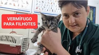 COMO DAR VERMÍFUGO PARA GATOS FILHOTES