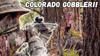 TURKEY HUNTING in the WEST!!! (Gobblers in Range!)