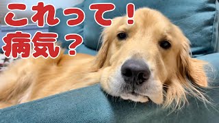 これって！病気だったんだ！【犬の鼻水】絶対放置しないで