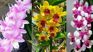 anggrek dendrobium murah yang bisa jadi koleksi