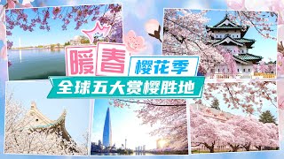 春意樱花季！盘点全球五大超人气赏樱胜地~  #华盛顿樱花 #日本樱花 #韩国樱花 #武汉大学樱花 #华盛顿大学樱花 #赏樱热门地点 #哪里樱花最美