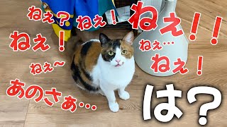 ワガママすぎる三毛猫に理不尽すぎる要求をされてしまいました。