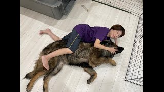 【超大型犬】　ボーズの成長3　Leonberger　レオンベルガー