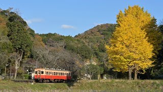 小湊鐵道 秋の里山 キハ200と夫婦銀杏 2022年11月