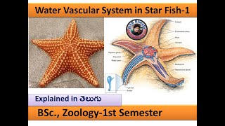 Water Vascular system in StarFish | Echinodermeta | B.Sc., Zoology 1st semester | HSR Bioinfo