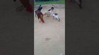 எத்தனை கோழிகள் உள்ளன என்று எண்ணுங்கள்  comments pannuga #hen#cock,ducks