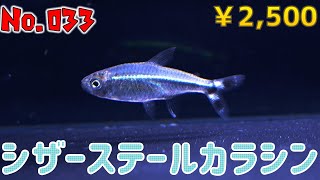 【生体紹介】No.033シザーステールカラシン【ふぶきテトラ】